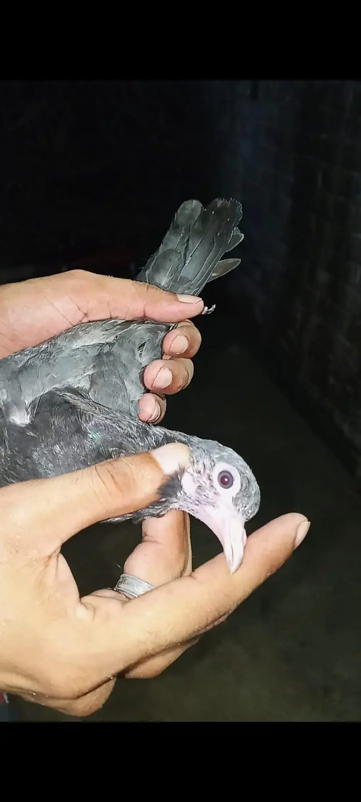 for sale pigeons baby — photo 8