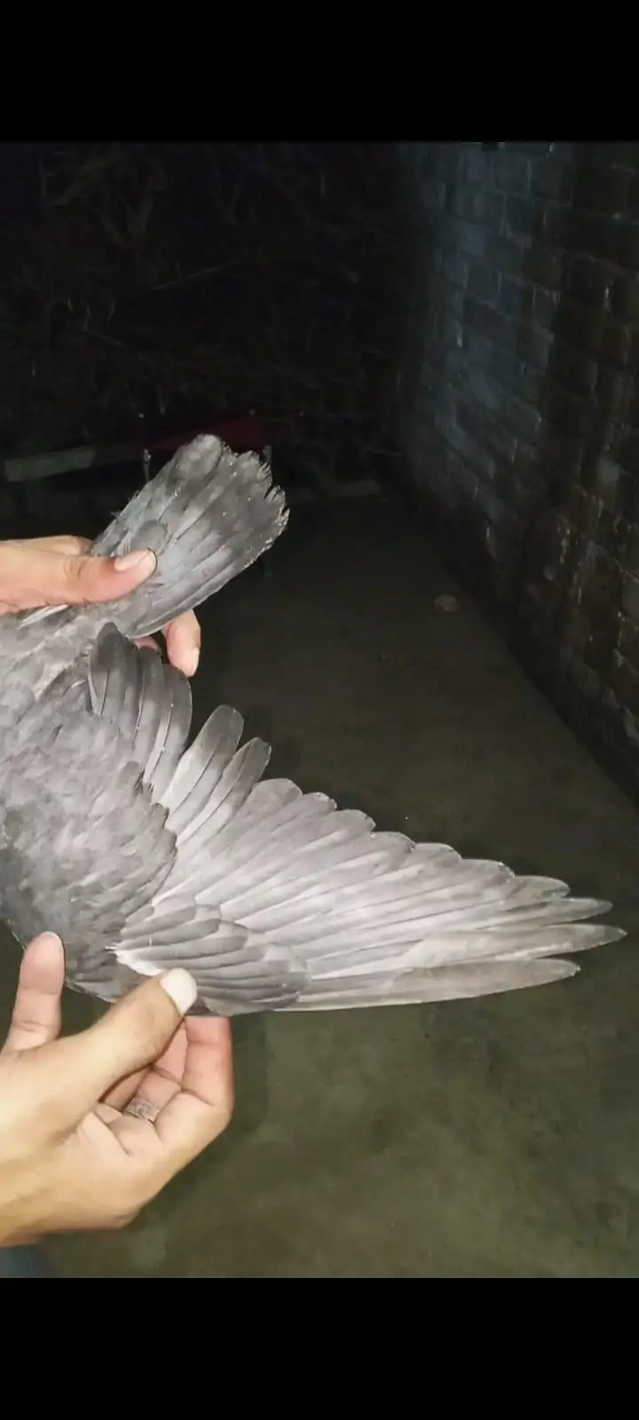 for sale pigeons baby — photo 9