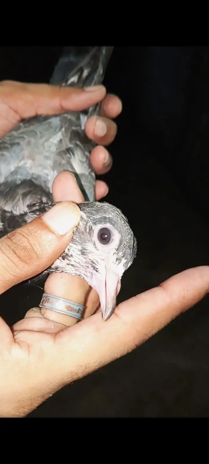 for sale pigeons baby — photo 10