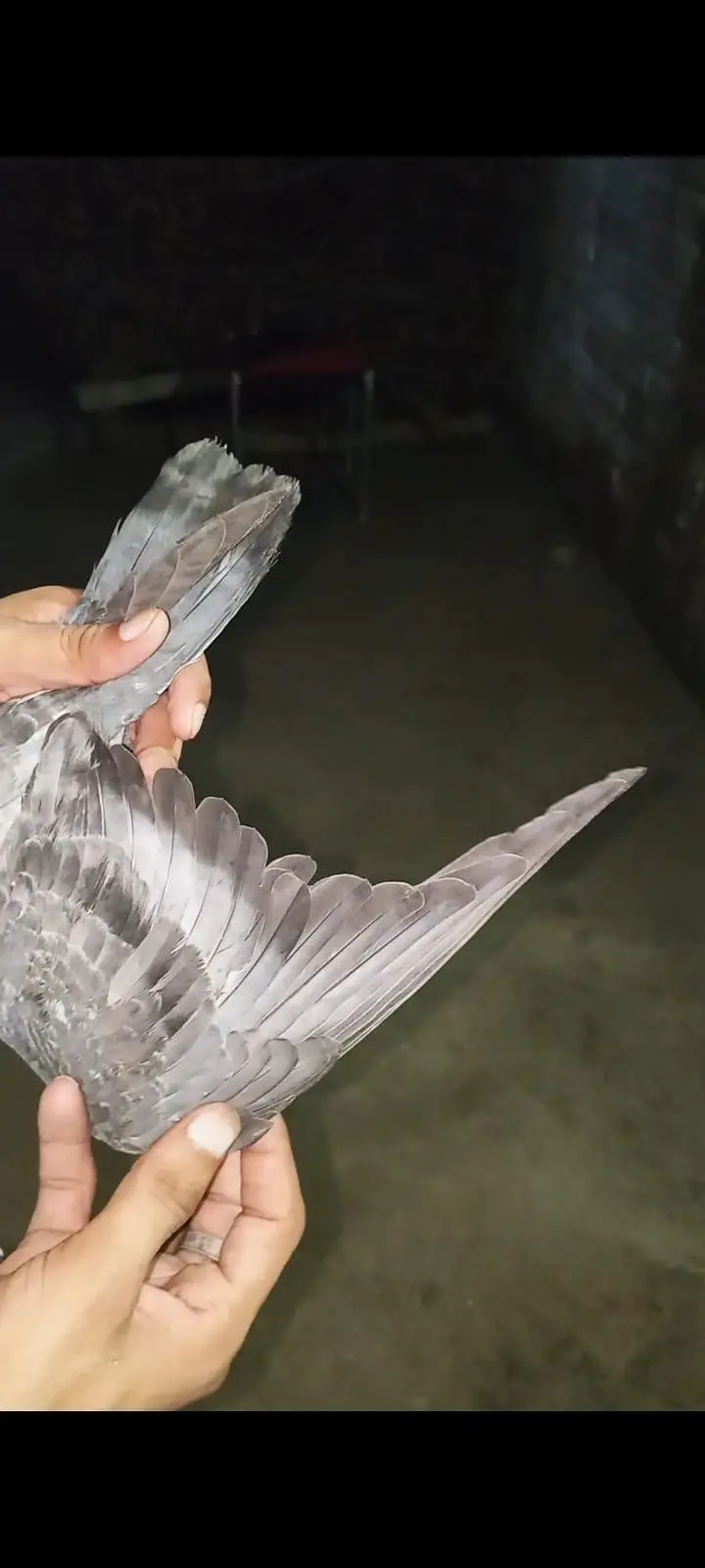 for sale pigeons baby — photo 11