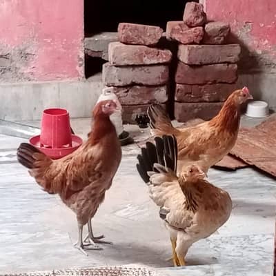 3 Golden Misri 3 Golden Misri Murghiyan For Sale – Anday Dene Wali