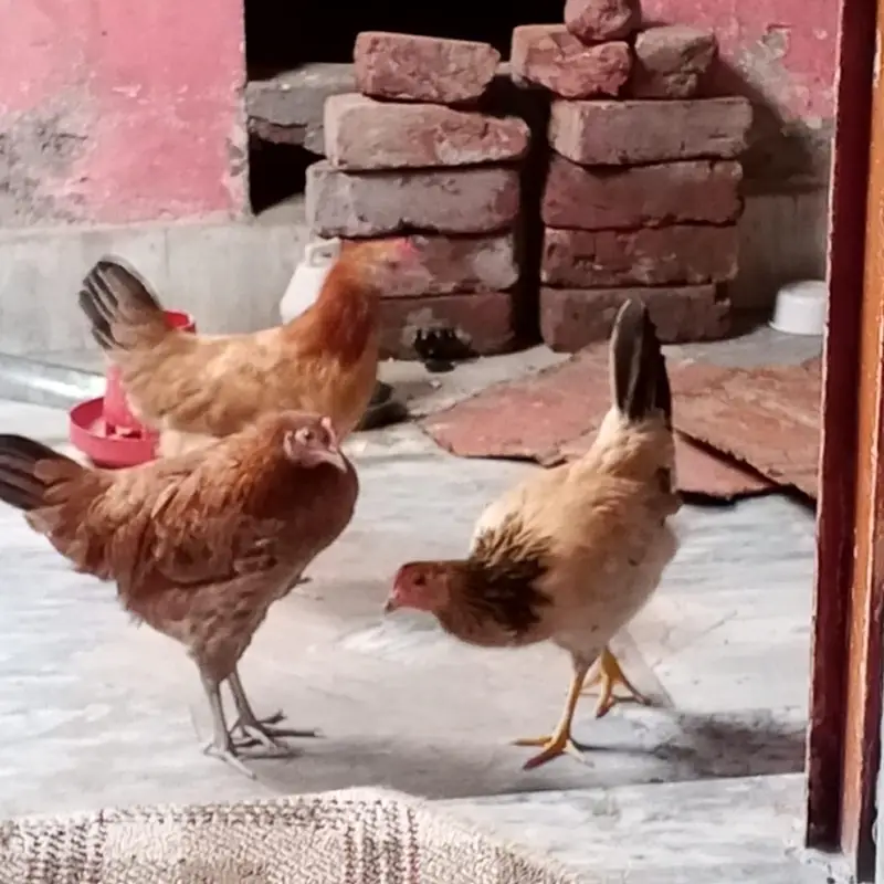 3 Golden Misri 3 Golden Misri Murghiyan For Sale – Anday Dene Wali — photo 2