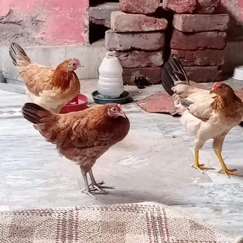 3 Golden Misri 3 Golden Misri Murghiyan For Sale – Anday Dene Wali — photo 3