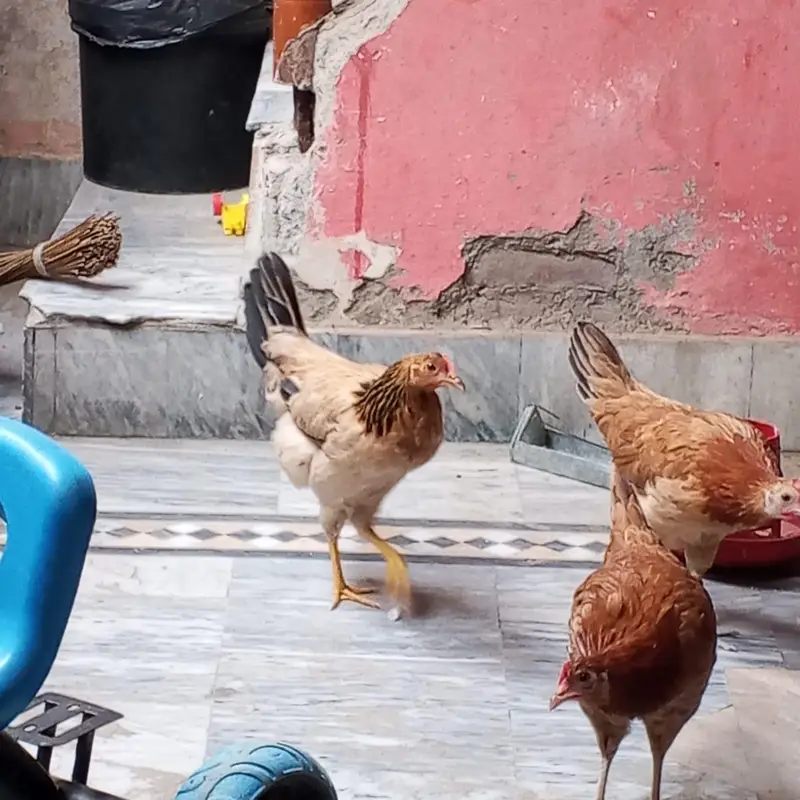 3 Golden Misri 3 Golden Misri Murghiyan For Sale – Anday Dene Wali — photo 4