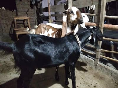 3 pathin hain dondi 1 black betal 1 makhi chini 1 dadsi