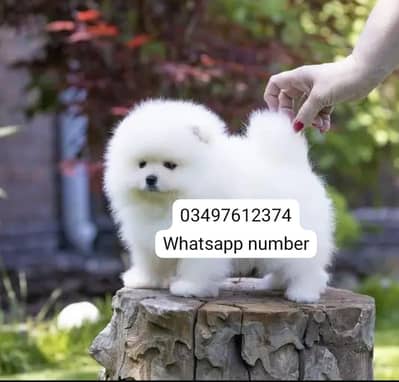 Pomeranian puppies Dog for sale 2 month Age