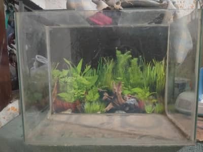 2x1.5 Ft Glass Fish Aquarium Tank - Karachi