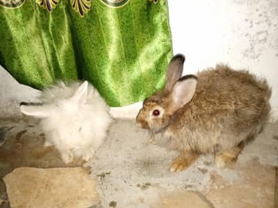 angora rabbits