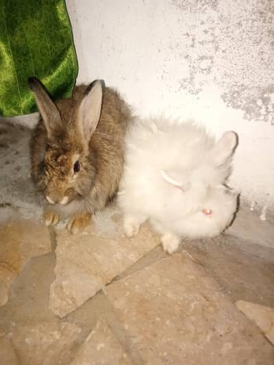 angora rabbits