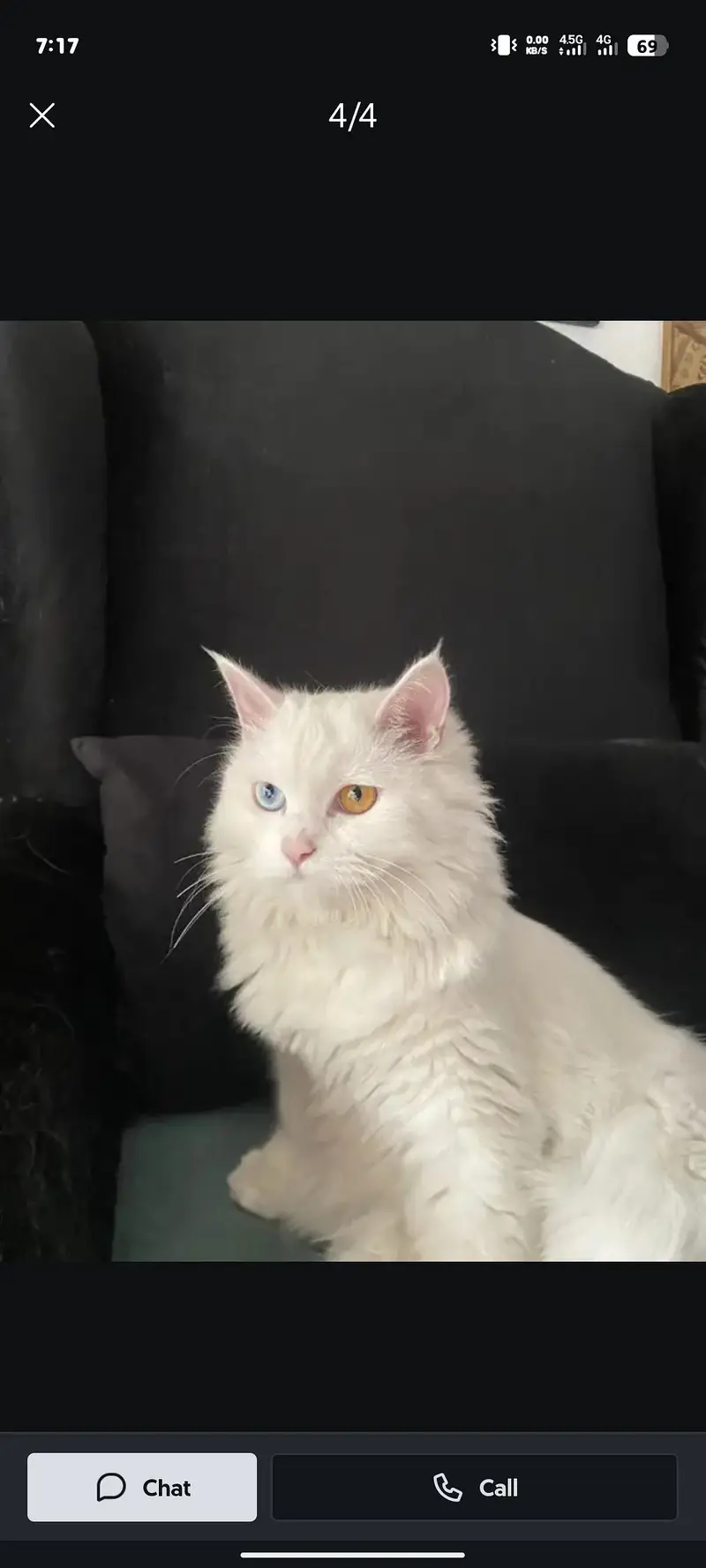 persian cate — photo 2