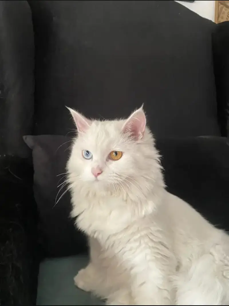 persian cate — photo 3