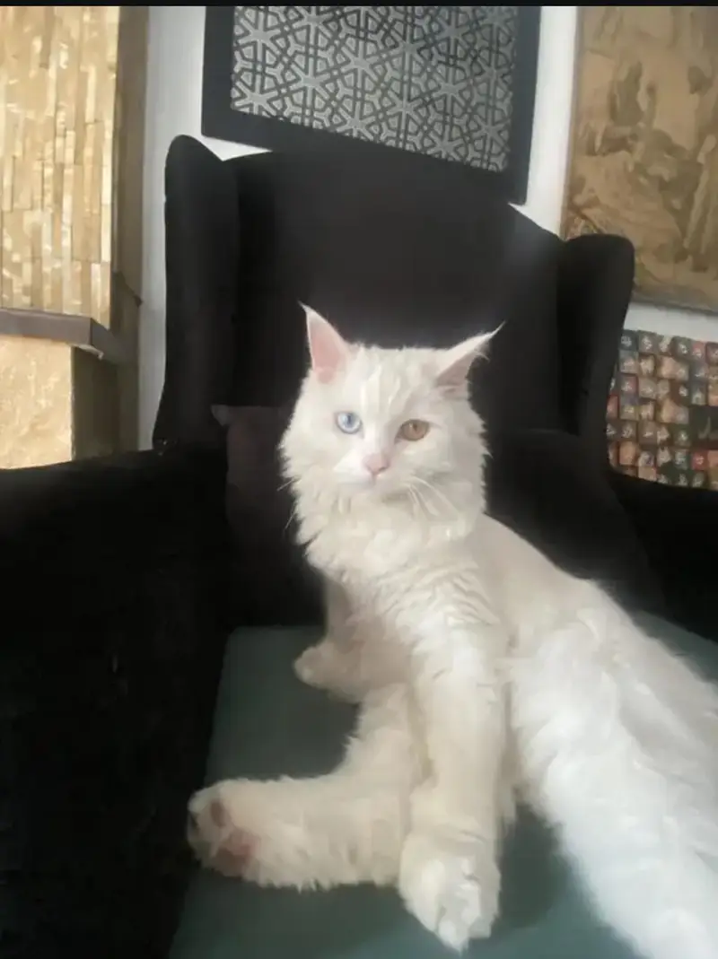 persian cate — photo 4