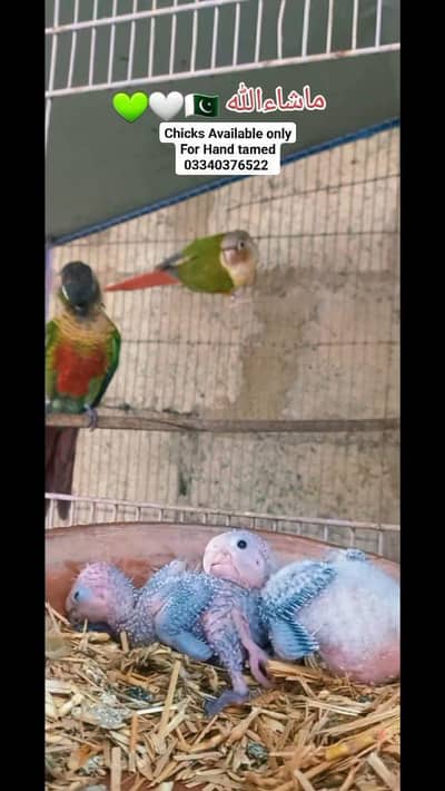 Color full conure chicks parents pic attached only chicks