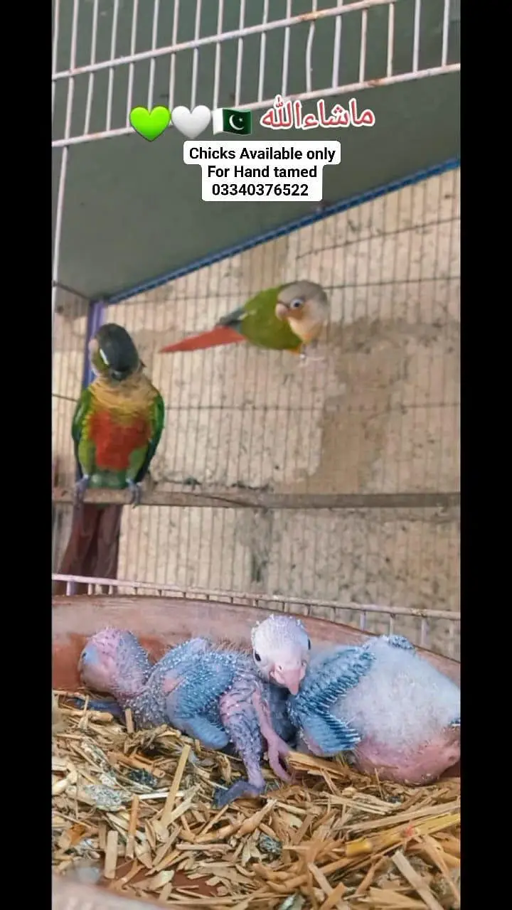 Color full conure chicks parents pic attached only chicks — photo 2