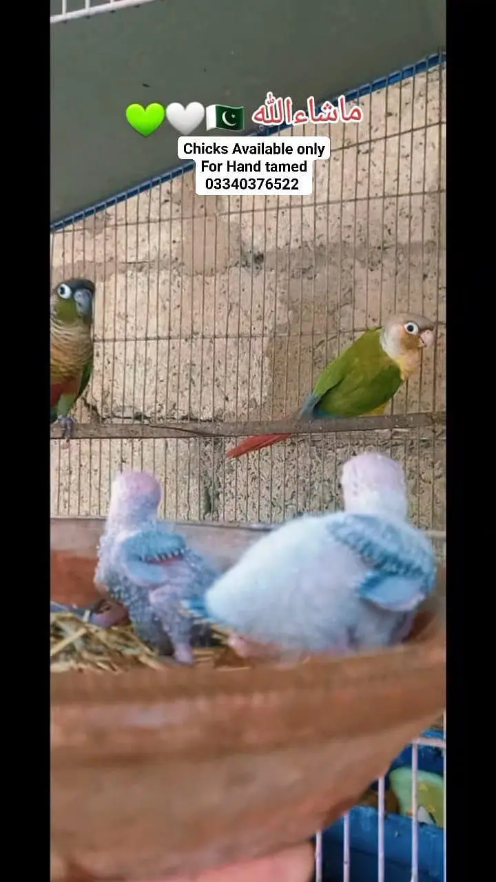 Color full conure chicks parents pic attached only chicks — photo 3