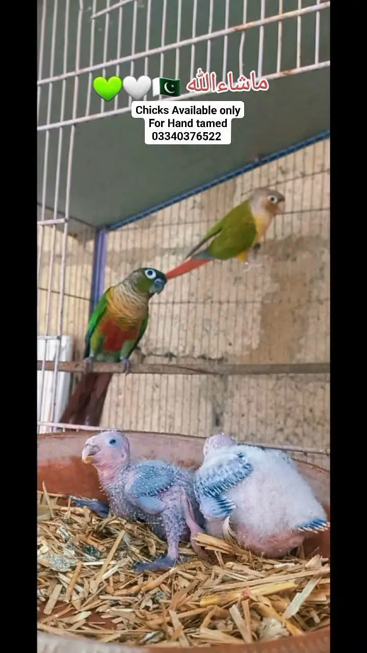 Color full conure chicks parents pic attached only chicks — photo 4