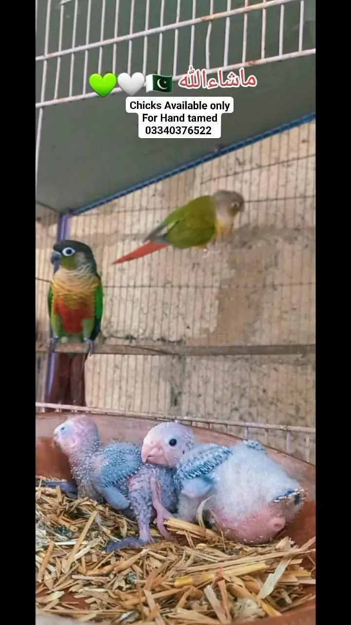 Color full conure chicks parents pic attached only chicks — photo 5