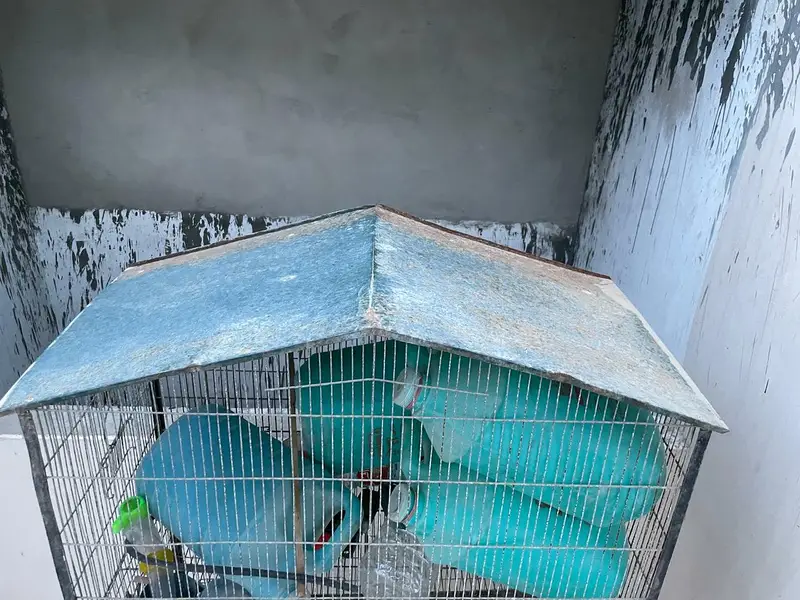 parrot cage for sell 10,000 PKR — photo 2