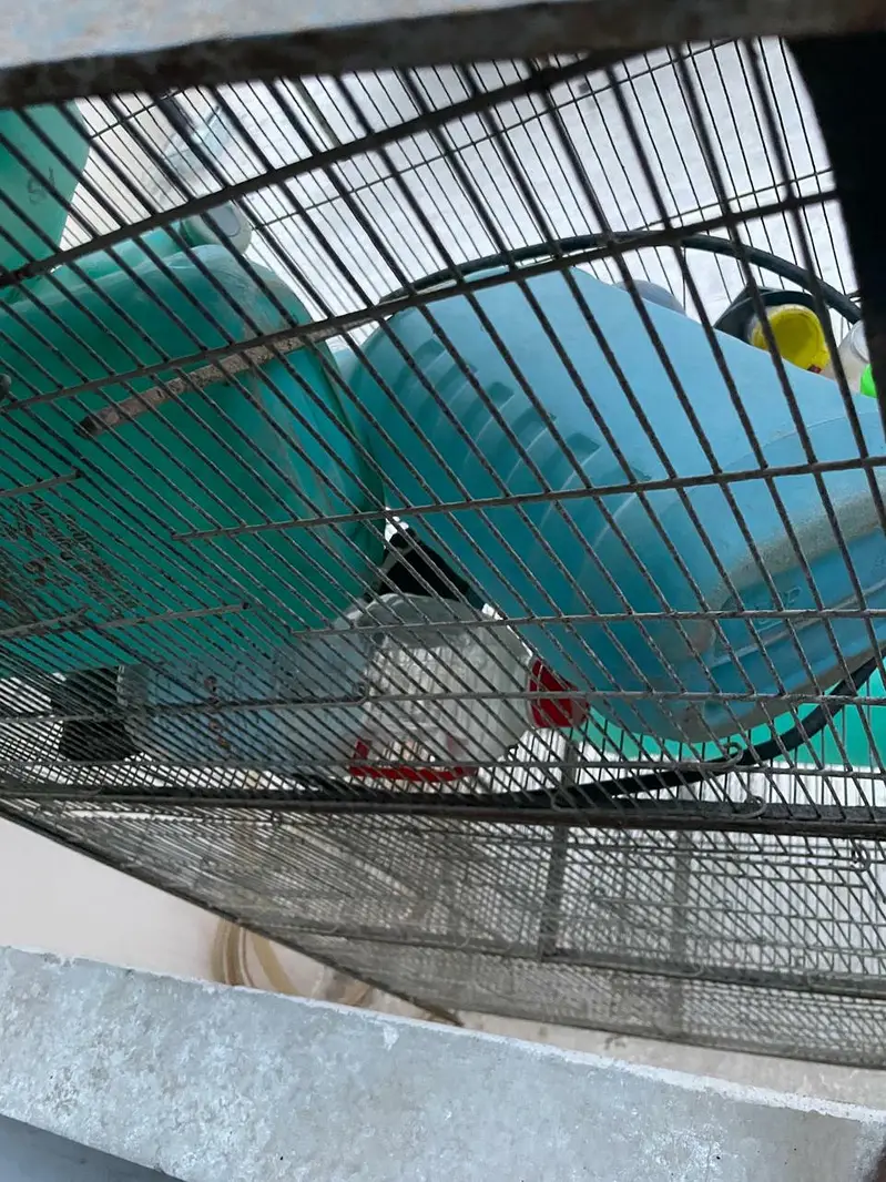 parrot cage for sell 10,000 PKR — photo 3