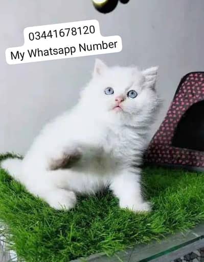 Persian kittens for sale