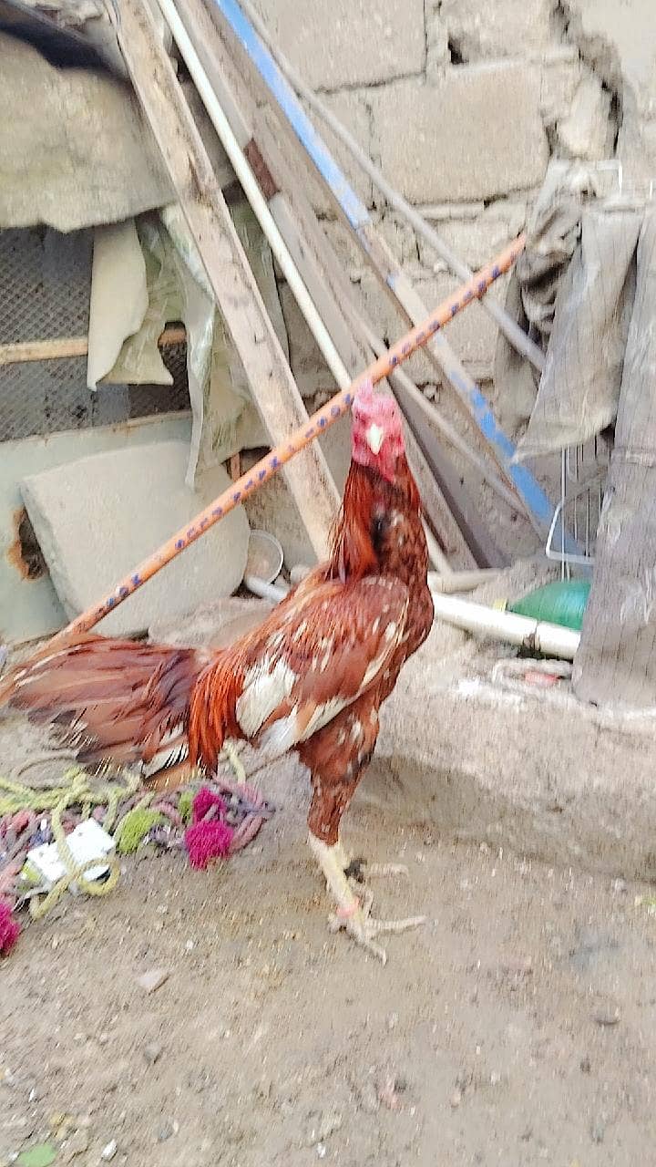 Aseel Pair 2
