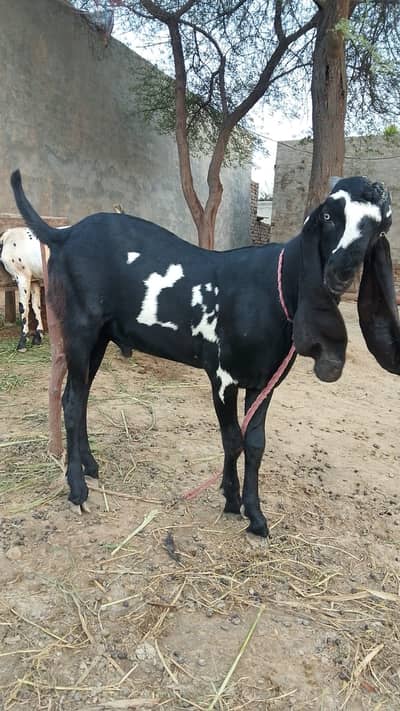 Desi Bakra | Goat | Kheera | bakra For sale