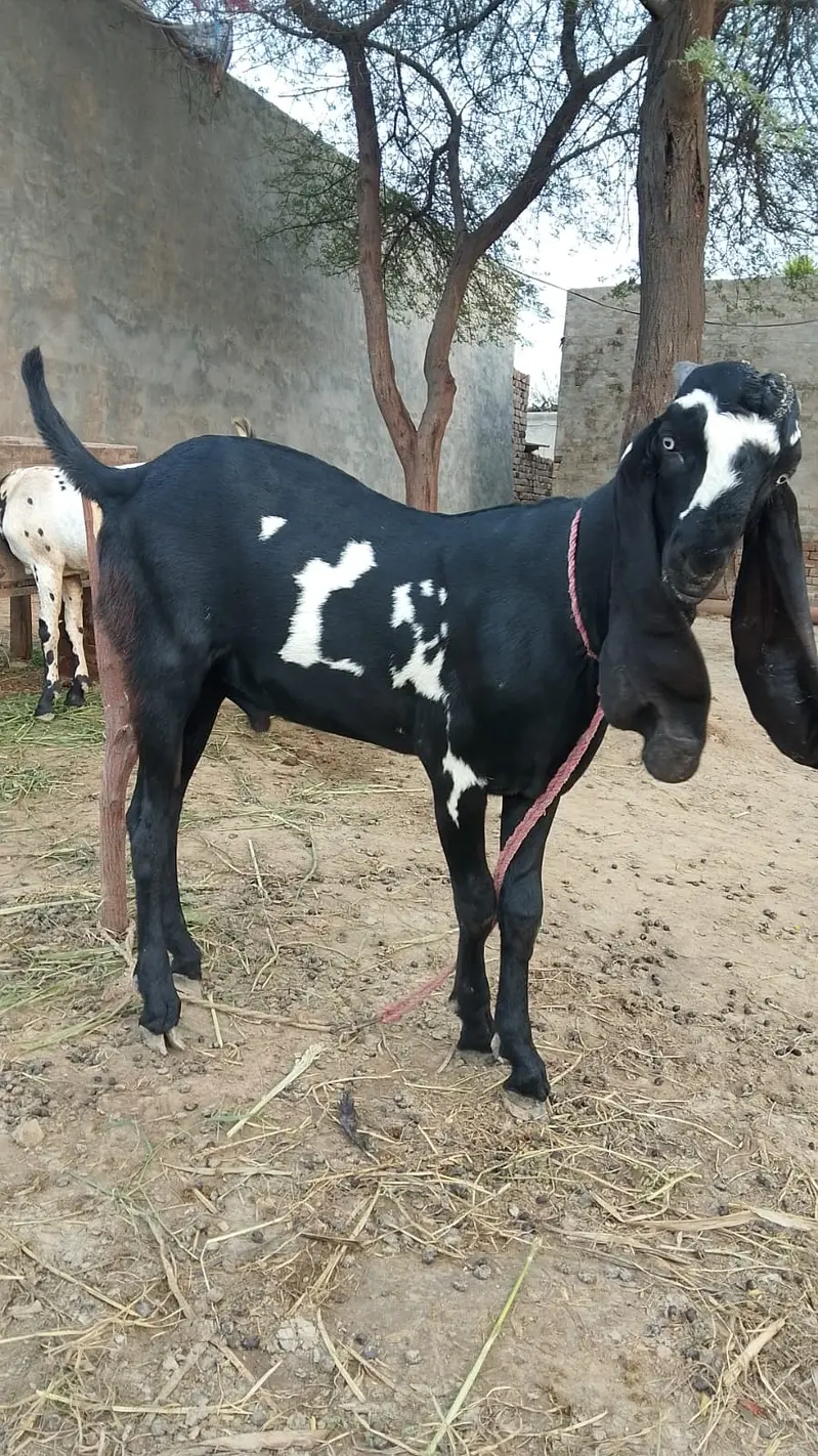 Desi Bakra | Goat | Kheera | bakra For sale