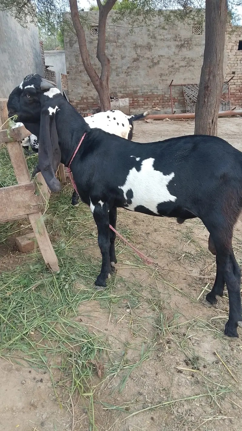 Desi Bakra | Goat | Kheera | bakra For sale — photo 2