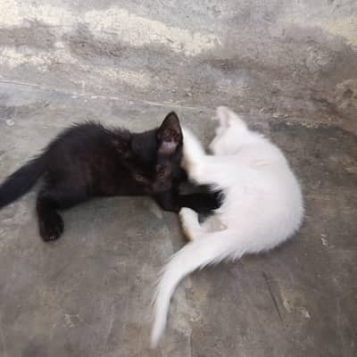 Persian Kittens Male Female