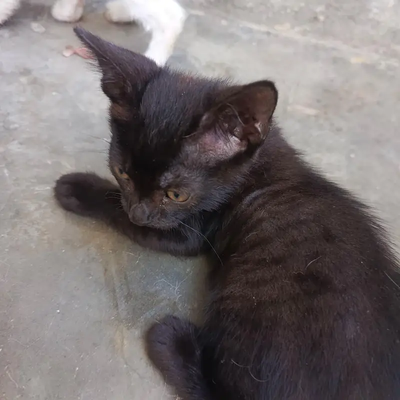 Persian Kittens Male Female — photo 3