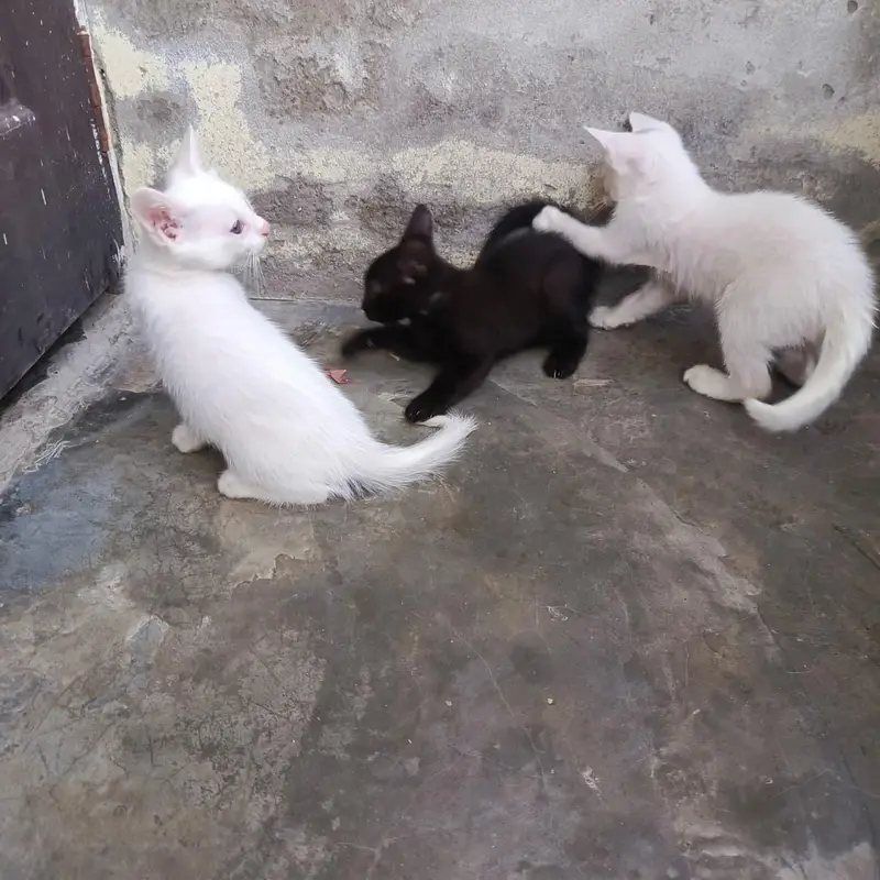 Persian Kittens Male Female — photo 4