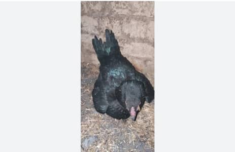 kruk desi hen available