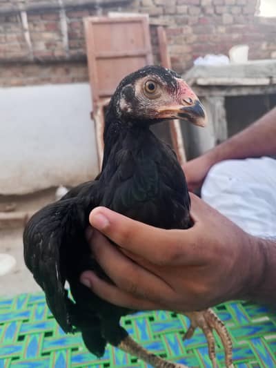 Aseel Phatti