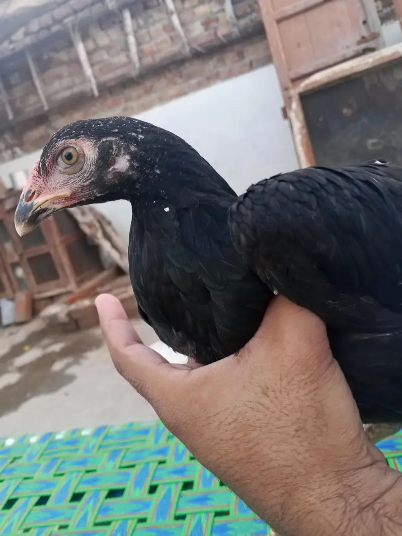 Aseel Phatti — photo 2
