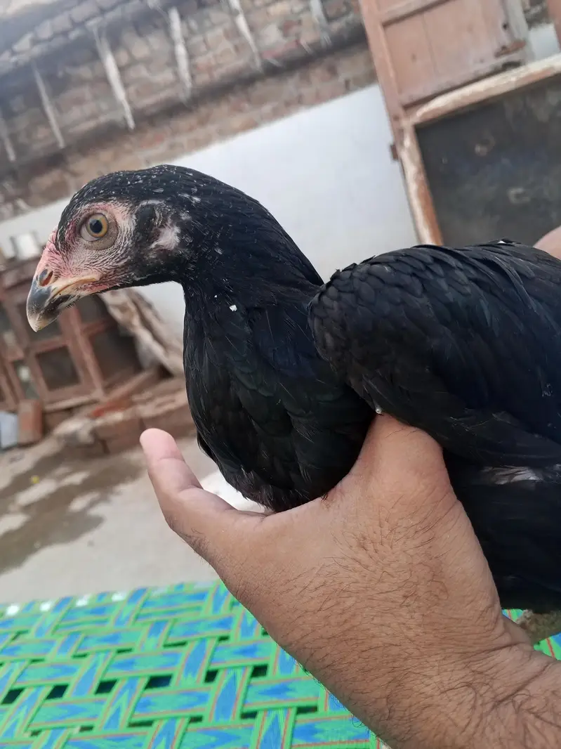 Aseel Phatti — photo 3