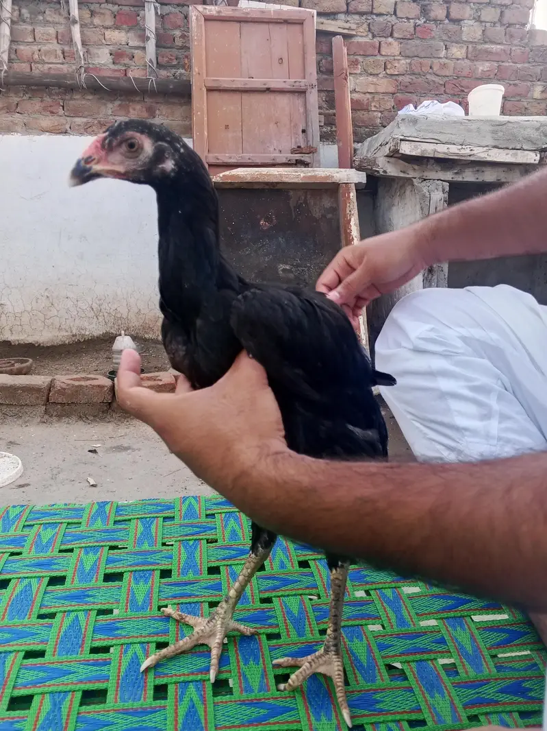 Aseel Phatti — photo 4