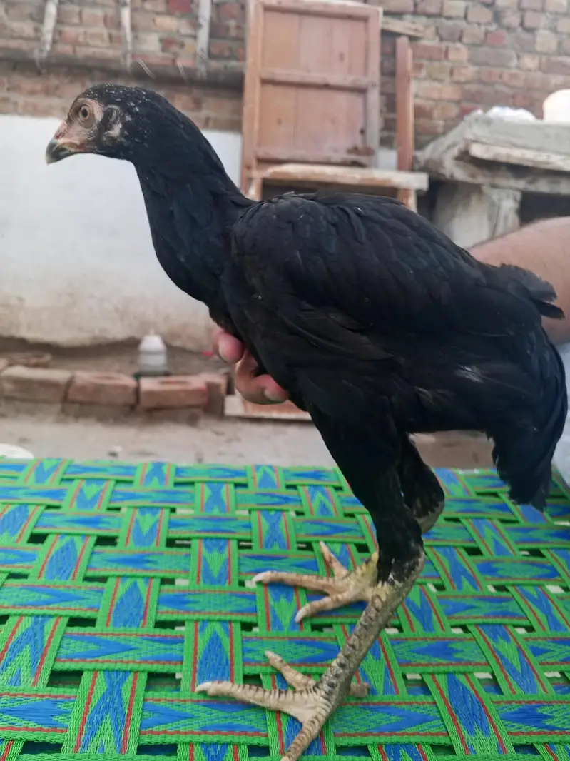 Aseel Phatti — photo 5