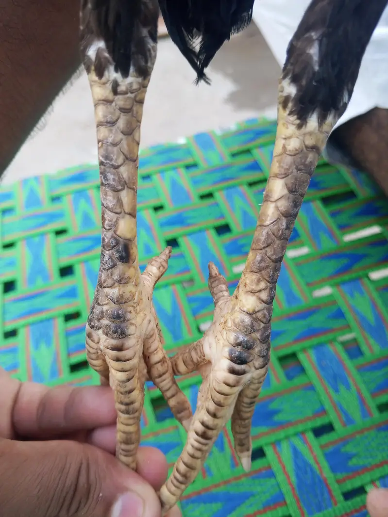 Aseel Phatti — photo 6