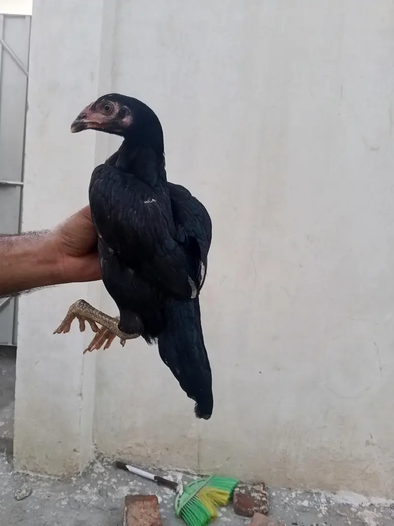 Aseel Phatti — photo 8