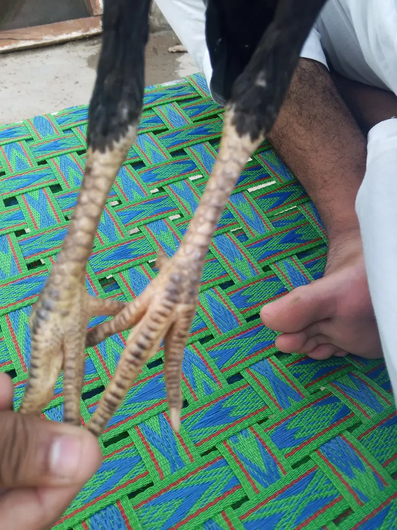 Aseel Phatti — photo 9