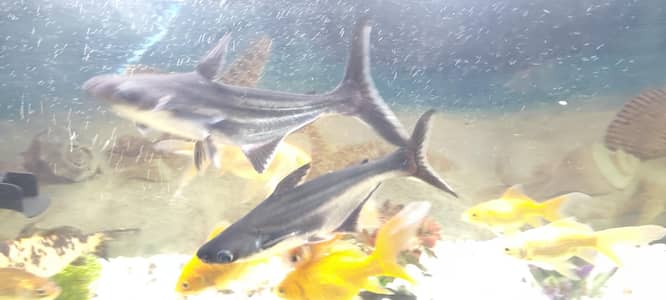 black shark size 1 feet very active and healthy fish