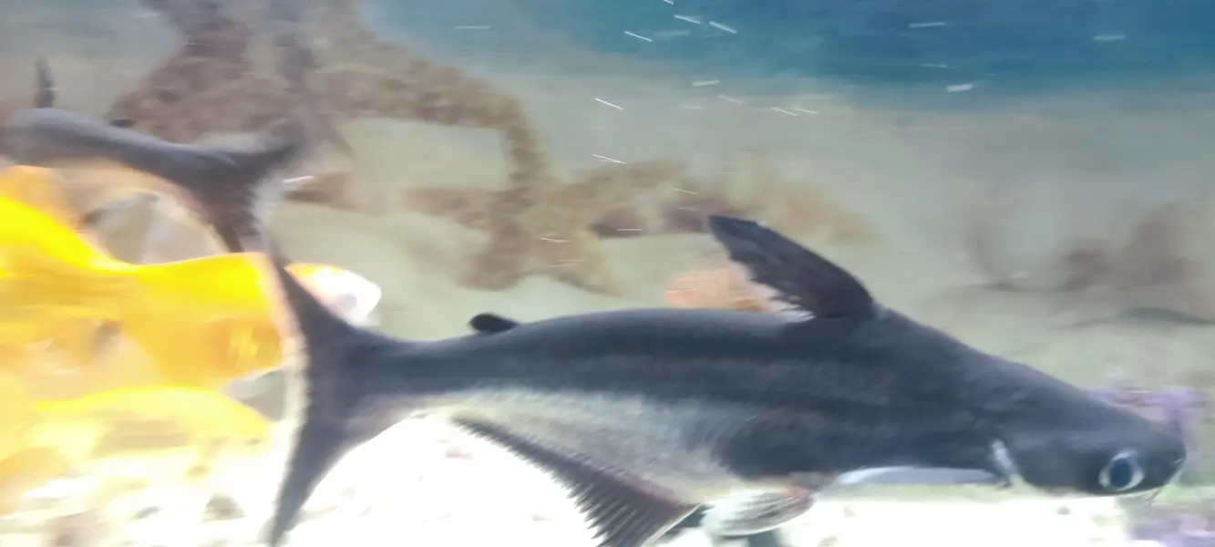black shark size 1 feet very active and healthy fish — photo 2