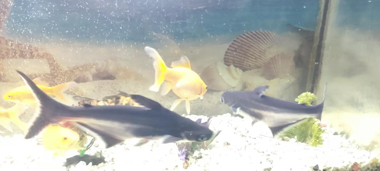 black shark size 1 feet very active and healthy fish — photo 3