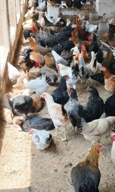 Desi Misri Pathi and Hen
