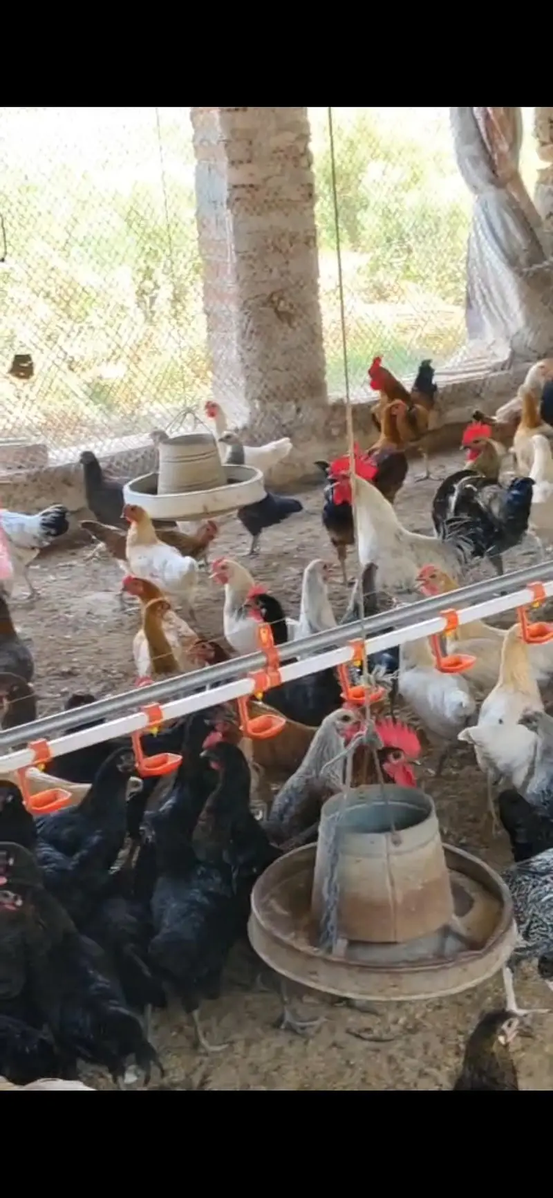 Desi Misri Pathi and Hen — photo 2