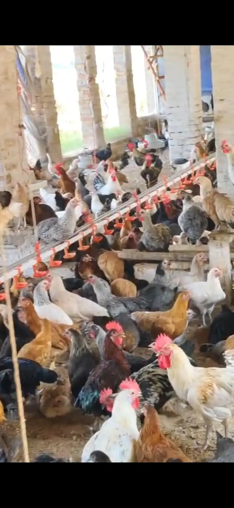 Desi Misri Pathi and Hen — photo 3