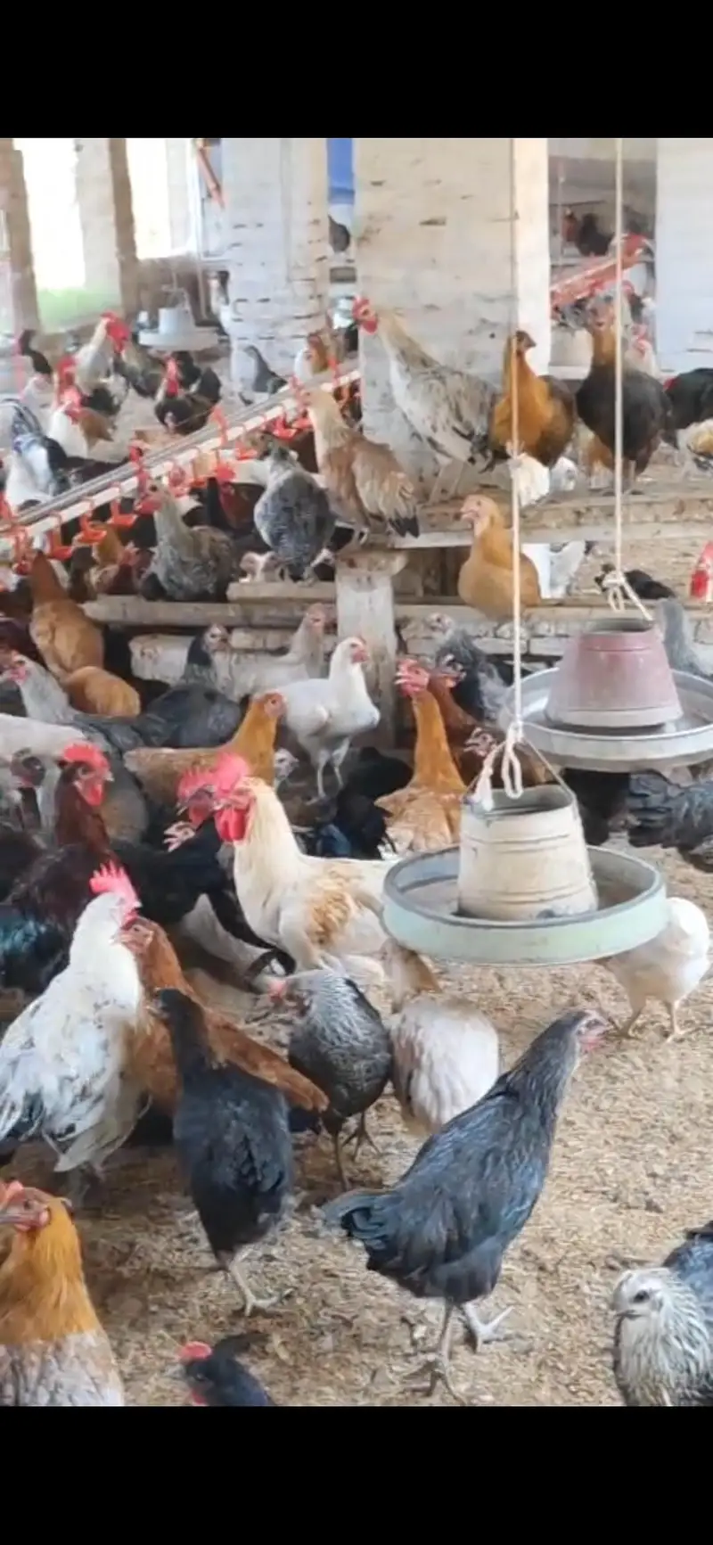 Desi Misri Pathi and Hen — photo 4