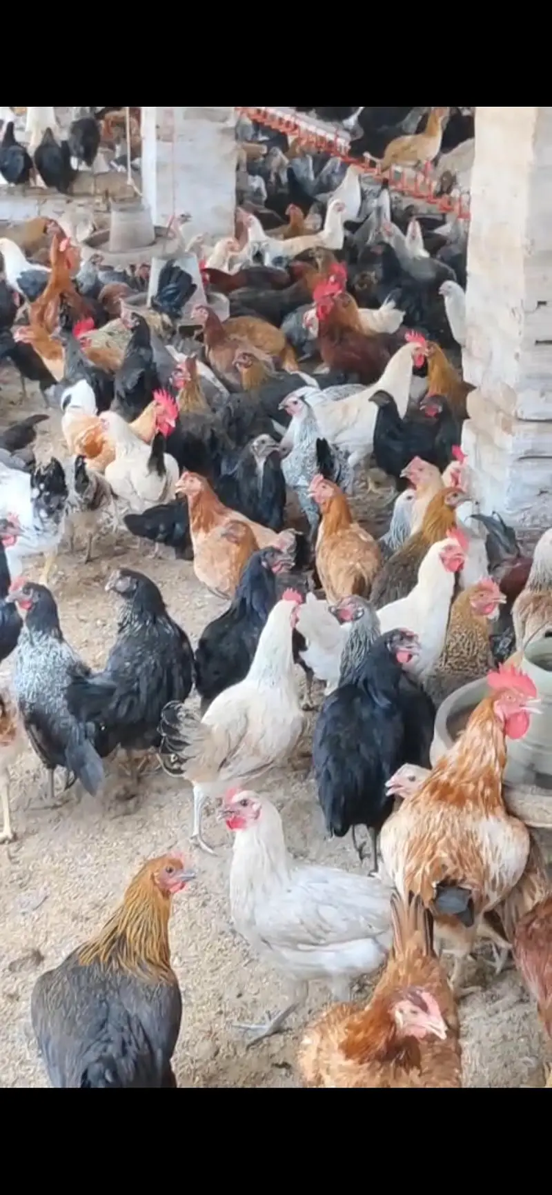 Desi Misri Pathi and Hen — photo 6
