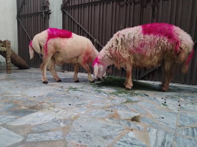 Healthy Sheep/Gaddan