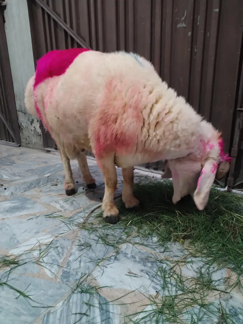 Healthy Sheep/Gaddan — photo 2